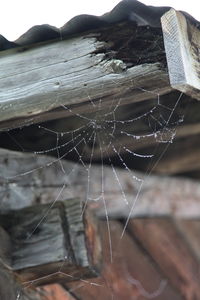 Close-up of wet spider web