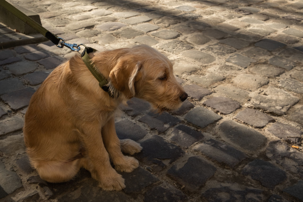 pet, dog, one animal, animal themes, mammal, animal, canine, domestic animals, puppy, labrador retriever, footpath, cobblestone, high angle view, no people, day, relaxation, retriever, paving stone, golden retriever, street, stone, brown, outdoors, carnivore, looking away