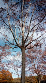 Low angle view of bare tree against blue sky