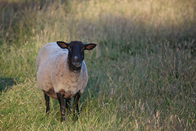 Portrait of sheep standing in field