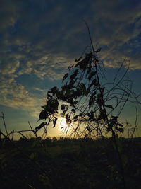 Silhouette of tree at sunset