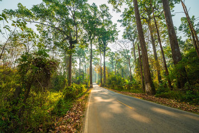 Road amidst trees in forest