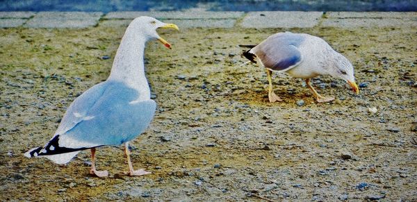 View of seagulls on beach