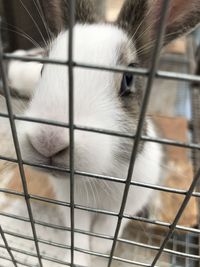 Portrait of cat in cage