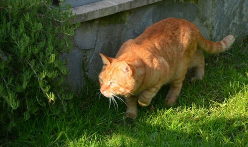 Cat in a field