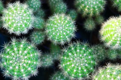 Close-up of cactus plant