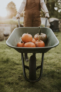 Freshly harvested pumpkins background food photography