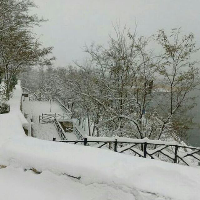 winter, snow, cold temperature, tree, season, bare tree, weather, covering, tranquility, tranquil scene, nature, frozen, branch, beauty in nature, white color, covered, scenics, landscape, railing, field