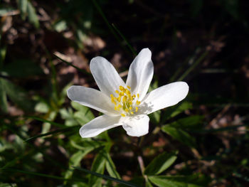 Close-up of white flower