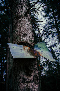 Low angle view of bird perching on tree trunk