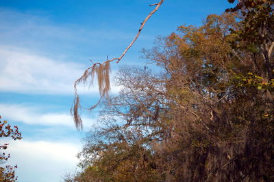 Low angle view of bird hanging on tree against sky