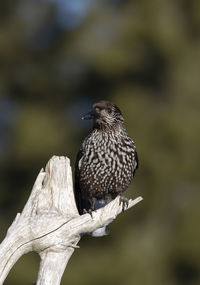 Close-up of bird perching on branch