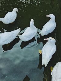 High angle view of birds flying over lake