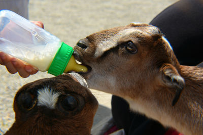 Close-up of dog drinking water from bottle