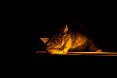 Cat resting in the dark