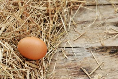 High angle view of eggs in nest