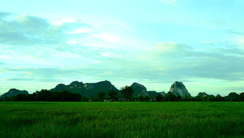 Scenic view of agricultural field against sky