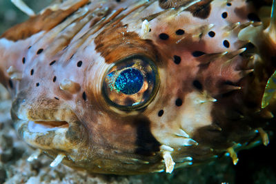 Close-up of fish swimming in sea