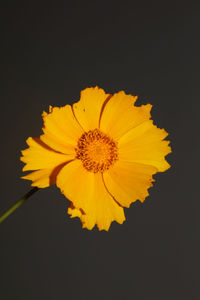 Close-up of yellow flower against black background