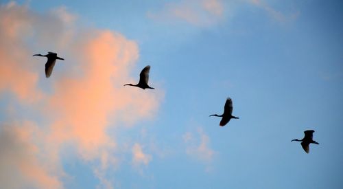Low angle view of silhouette seagulls flying against sky