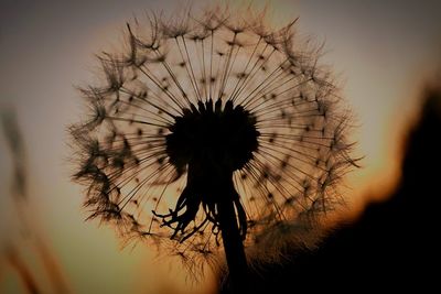 Close-up of dandelion against sky