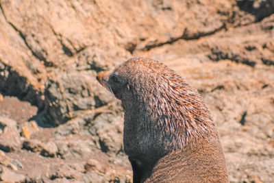 Close-up side view of a reptile on rock
