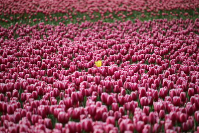 Full frame shot of pink flowering plants on field