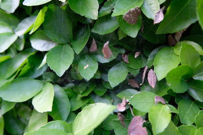 Full frame shot of green leaves