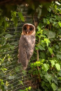 Portrait of owl perching on plant