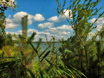 Plants growing in forest against sky