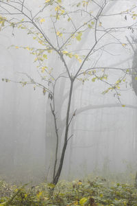 Scenic view of flowering tree in forest