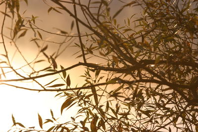 Low angle view of trees