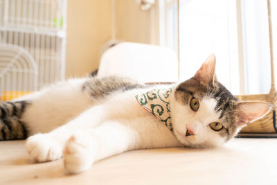 Close-up of cat sleeping at home