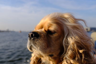 Close-up of dog looking away