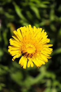 Close-up of yellow dandelion flower
