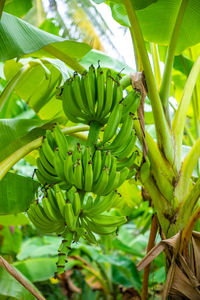 Close-up of banana tree