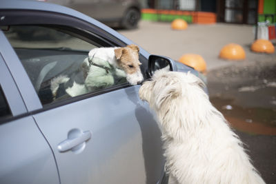 Dog in car