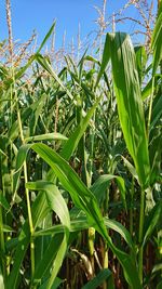 Close-up of crops growing on field against sky
