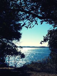 Silhouette tree by sea against clear sky