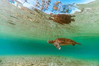 View of turtle swimming in sea