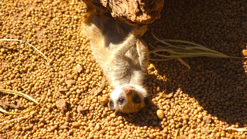 High angle view of meerkat on field during sunny day