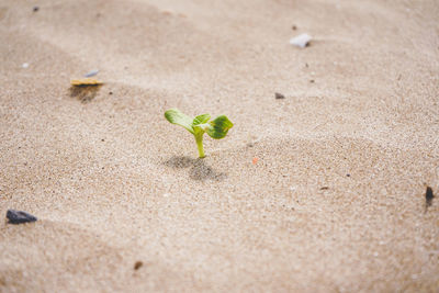 Close-up of small plant growing on sand