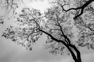 Low angle view of silhouette tree against sky