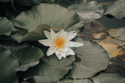 High angle view of white rose floating on water