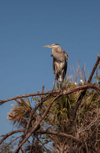 Great blue heron ardea herodias looks out over the ocean at delnor-wiggins pass state park in naples