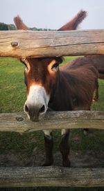 Portrait of a horse on field