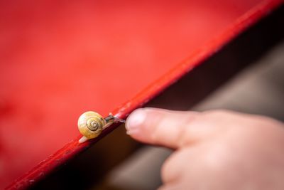 Close-up of hand holding snail