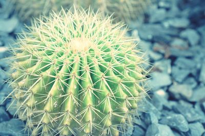 Close-up of succulent plant