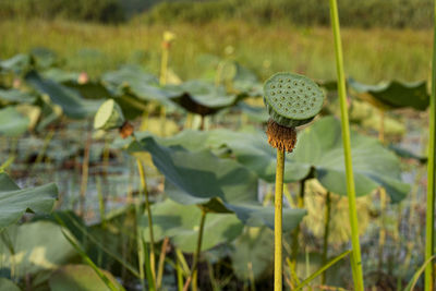 A single carpellary receptacle of the sacred lotus on a pond. selective focus points