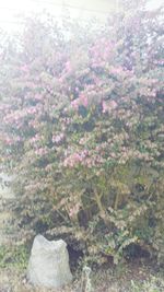 Flowers growing on tree